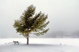 Bench & Tree_21304